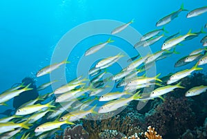 A school of Yellowfin goatfish