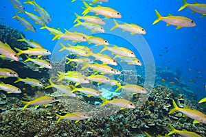 School of Yellowfin goatfish