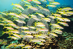 School of Yellowfin goatfish photo