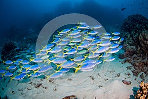 A school of yellowtail fusilier on the reef