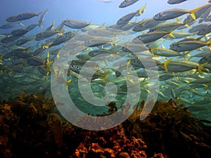 School of Yellowtail Scad