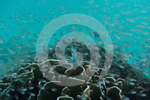 School of young little fish swimming near reef. Beautiful underwater shot. Marine life