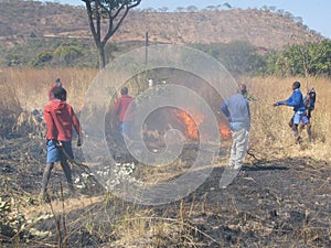 Schoolboys fighting bush-fire with tree branches.
