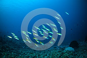 Schooler fish bunaken sulawesi indonesia pentapodus nagasakiensis underwater