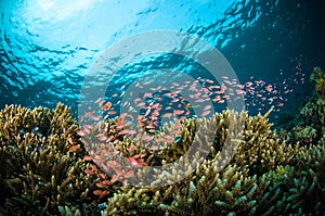 Schooler fish bunaken sulawesi indonesia underwater