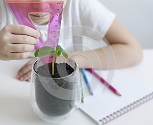 Schoolgirl in a biology or botany class measure a sprouted green plant with a ruler. ucumber leaves. Growing plants
