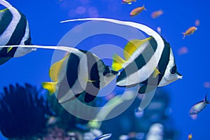 The schooling bannerfish, also known as the false moorish idol, is a marine ray-finned fish, a butterflyfish from the family Chaet