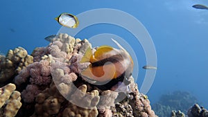 Schooling Bannerfish