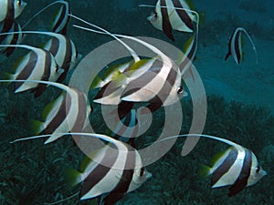 Schooling Bannerfish - Heniochus diphreutes