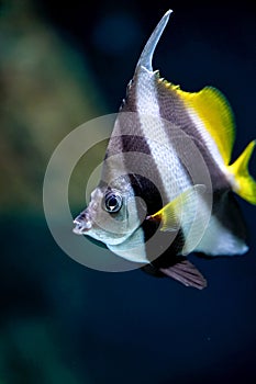 Schooling bannerfish Heniochus diphreutes reef coralfish