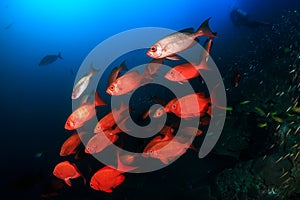 Schooling Bigeye Fish at Ko Bon island