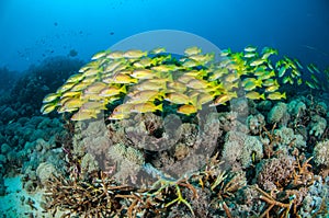 Schooling bluestripe snapper Lutjanus kasmira in Gili,Lombok,Nusa Tenggara Barat,Indonesia underwater photo