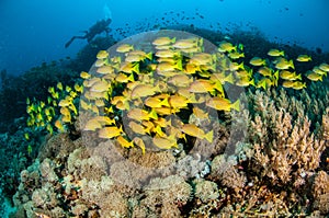 Schooling bluestripe snapper Lutjanus kasmira in Gili,Lombok,Nusa Tenggara Barat,Indonesia underwater photo