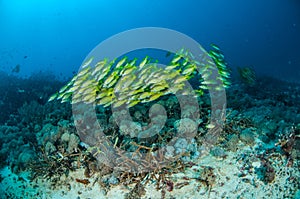 Schooling bluestripe snapper Lutjanus kasmira in Gili,Lombok,Nusa Tenggara Barat,Indonesia underwater photo photo