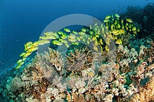 Schooling of bluestripe snapper Lutjanus kasmira in Gili, Lombok, Nusa Tenggara Barat, Indonesia underwater photo photo