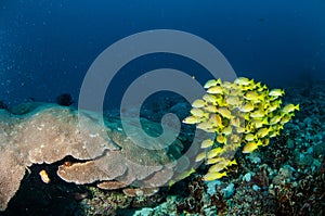 Schooling bluestripe snapper Lutjanus kasmira, great star coral in Gili,Lombok,Nusa Tenggara Barat,Indonesia underwater photo photo
