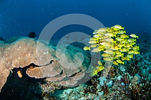 Schooling bluestripe snapper Lutjanus kasmira, great star coral in Gili,Lombok,Nusa Tenggara Barat,Indonesia underwater photo photo