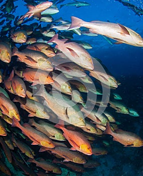 Schooling boha snappers