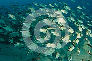 Schooling Cottonwick Grunts