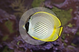 Schooling Eye-patch Butterflyfish Chaetodon adiergastos.