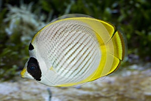 The Schooling Eye-patch Butterflyfish Chaetodon adiergastos.