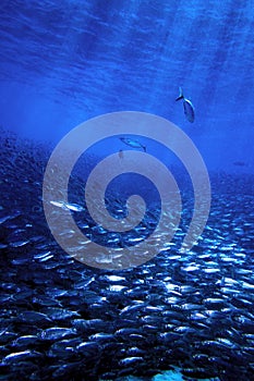 Schooling fish