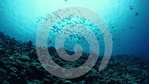 Schooling Fish Above Reef