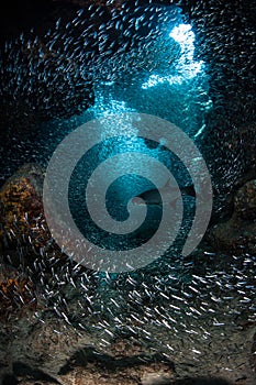 Schooling Fish in Grotto
