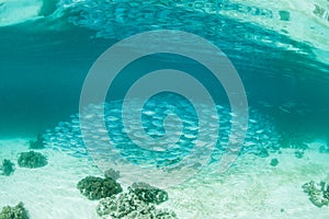 Schooling Fish in Indonesia