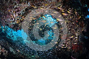 Schooling Fish in Reef Cavern