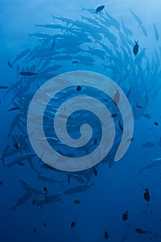 Schooling Jacks, Great barrier reef photo