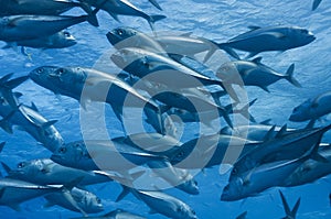 Schooling Jacks, Great barrier reef photo