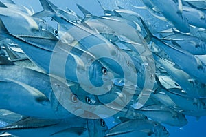 Schooling Jacks, Great barrier reef