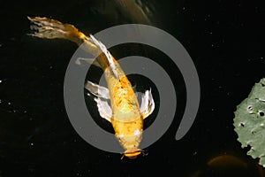 Schooling koi fish