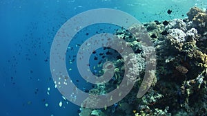 Schooling redtooth triggerfish and other species at edge of reef