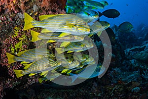 Schooling Ribbon Sweetlips in Indonesia