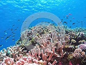 Schooling Scissortail Damselfish Swim a Pacific Reef