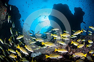 Schooling Snapper and Rocky Reef