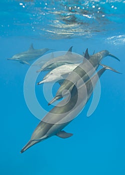 Schooling Spinner dolphins. Selective focus.