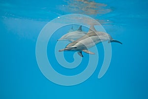 Schooling Spinner dolphins. Selective focus. photo