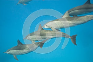 Schooling Spinner dolphins. Selective focus.