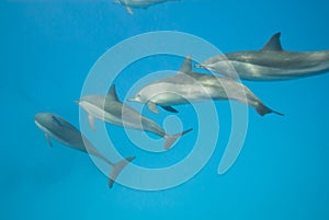 Schooling Spinner dolphins. Selective focus.