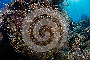 Schooling Sweepers and Cardinalfish