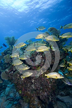 Schooling tropical fish Key Largo