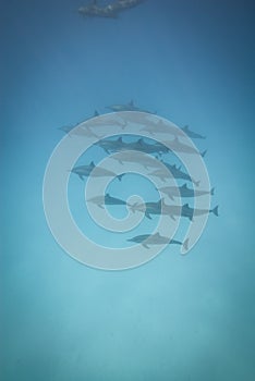 Schooling wild Spinner dolphins.