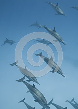 Schooling wild Spinner dolphins. photo