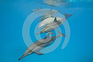 Schooling wild Spinner dolphins. photo