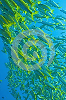 Schooling yellow-stripped goatfish, Great barrier photo