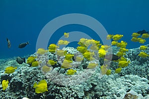 Schooling Yellow Tang