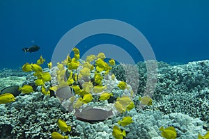 Schooling Yellow Tang